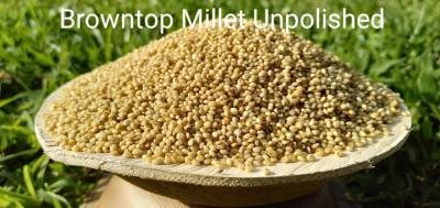BROWNTOP MILLET 5 KG